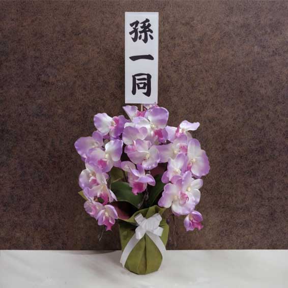 胡蝶蘭5本立(紫)