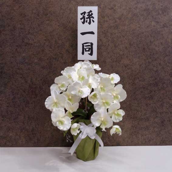>胡蝶蘭5本立(白)